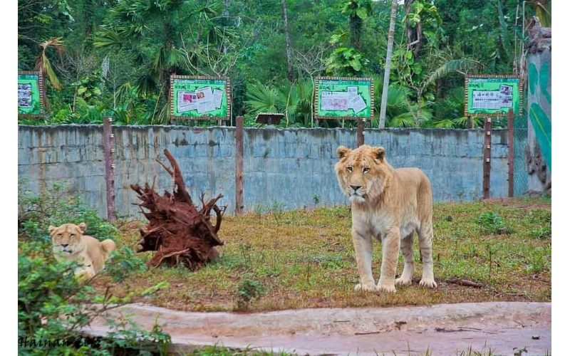 海南热带野生动植物园